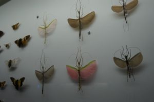 Singapore Natural History Musem